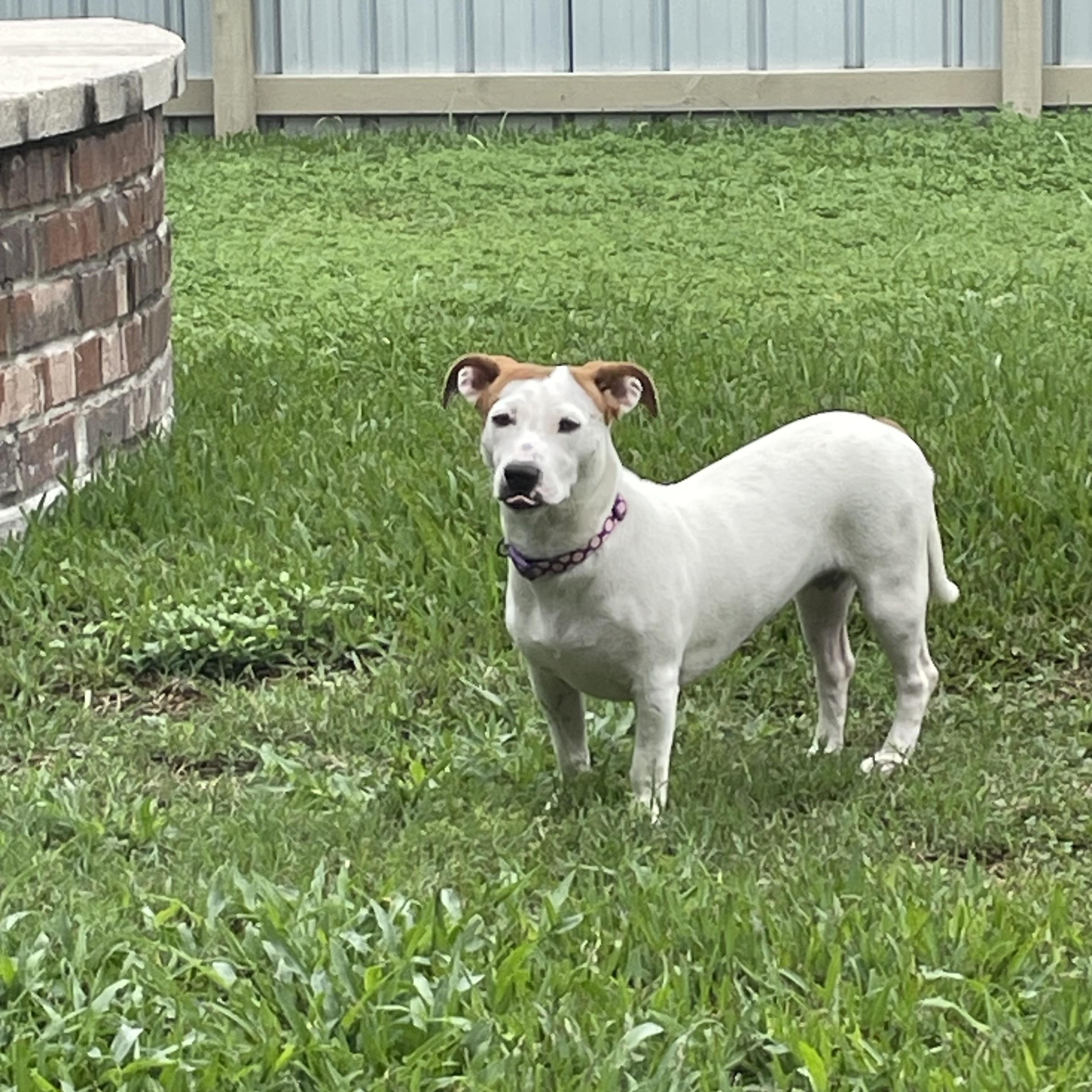 Enlarge Mango, a ADOPTABLE mixed breed in Metairie, LA image 1/3