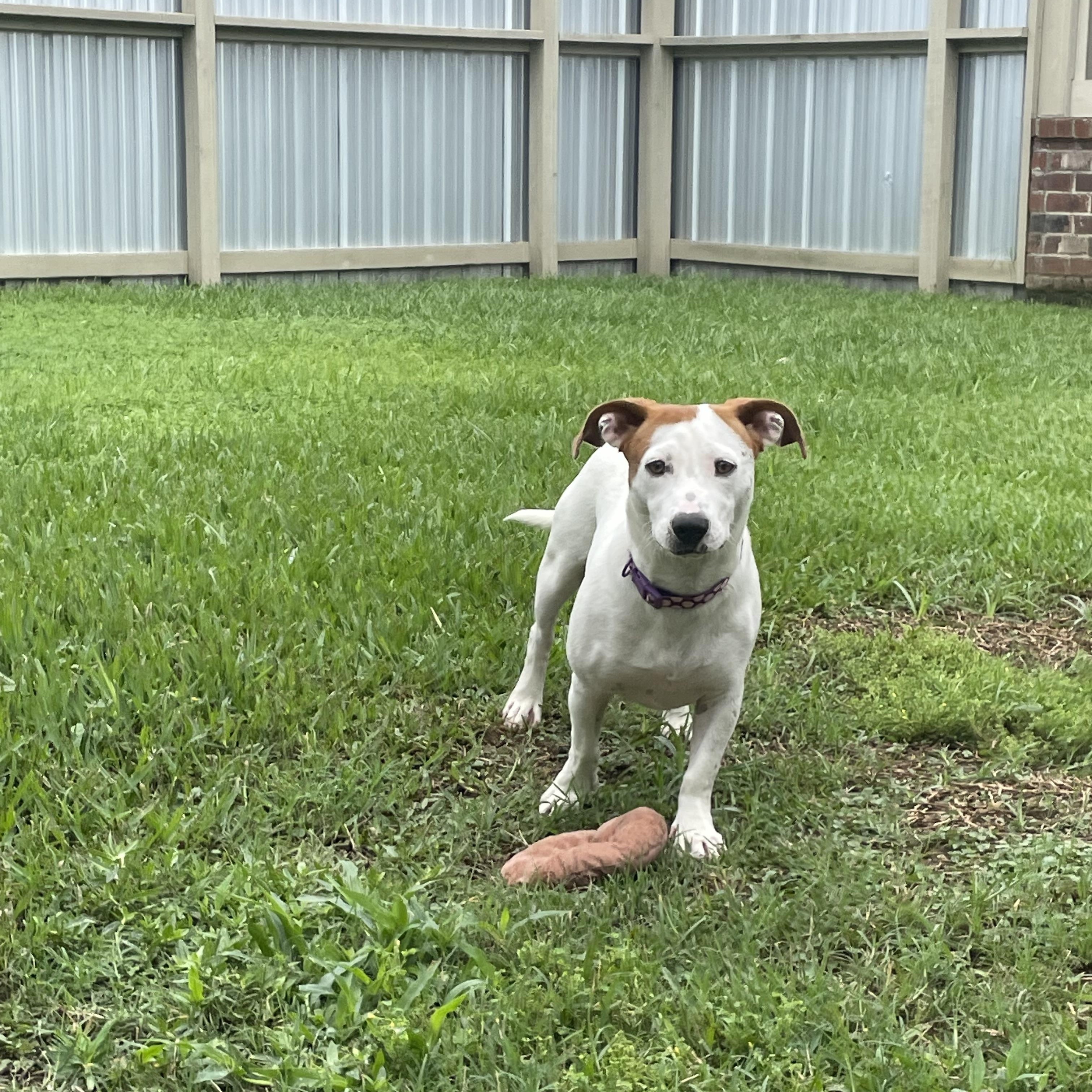 Enlarge Mango, a ADOPTABLE mixed breed in Metairie, LA image 2/3