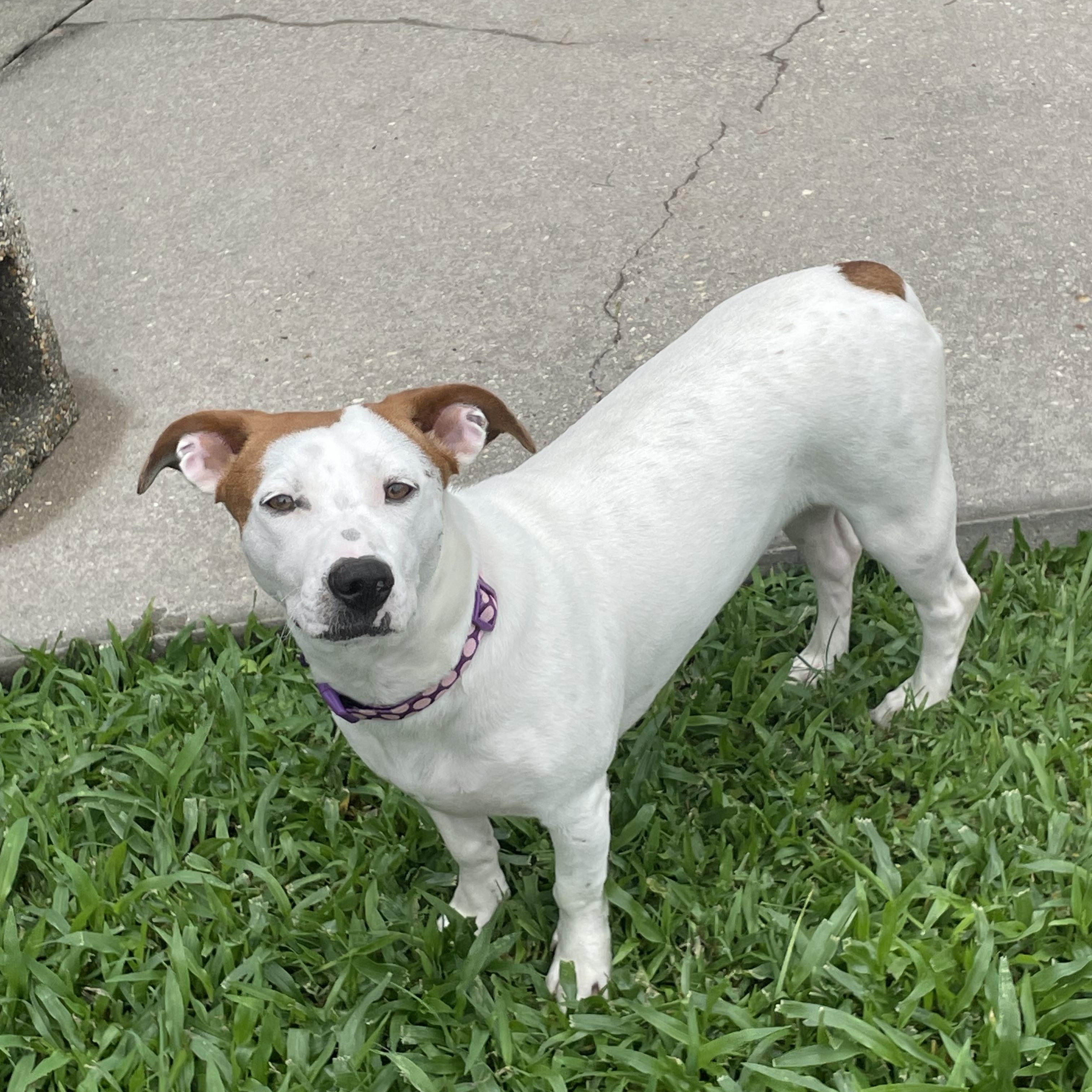 Enlarge Mango, a ADOPTABLE mixed breed in Metairie, LA image 3/3