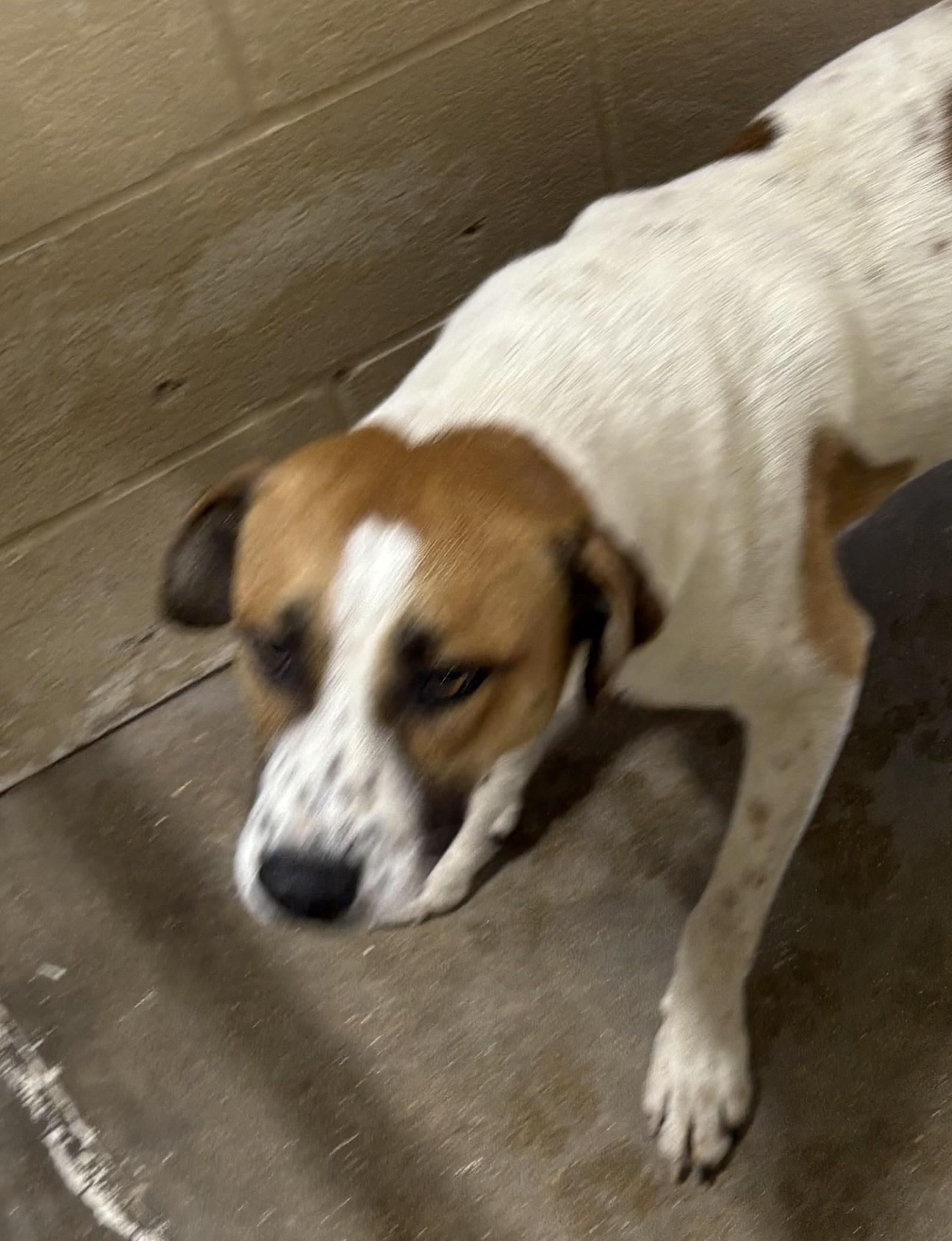 Jiggs, adoptable, Adult Male Hound.