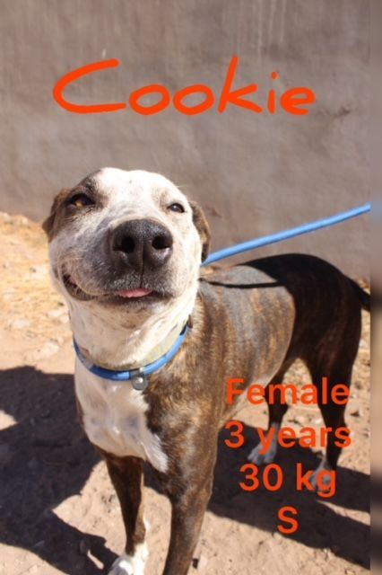 Cookie photo 3