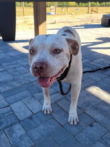 Enlarge Joy- ADOPTED, a Adoptable mixed breed in Atlanta, GA image 2/3