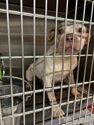 Enlarge Joy- ADOPTED, a Adoptable mixed breed in Atlanta, GA image 3/3
