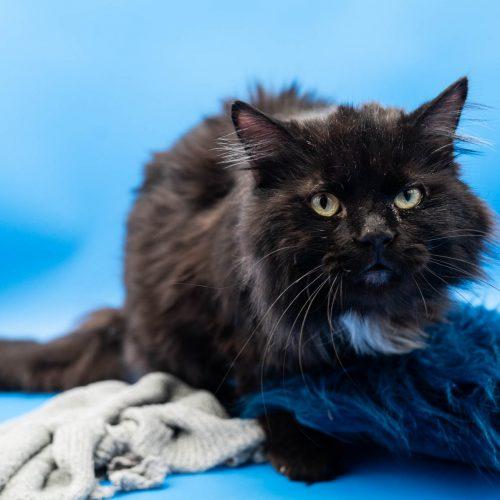 Elvis, Adoptable, Young Male Domestic Long Hair.