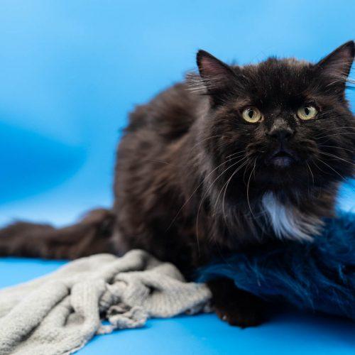 Elvis, a Adoptable Domestic Long Hair in Martensdale, IA image 2/6