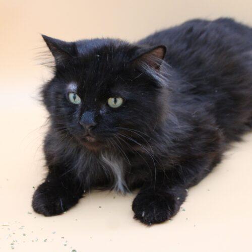 Elvis, Adoptable, Young Male Domestic Long Hair.