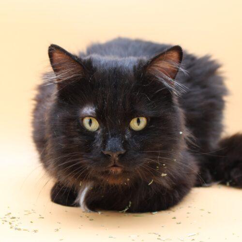 Enlarge Elvis, a Adoptable Domestic Long Hair in Martensdale, IA image 2/5
