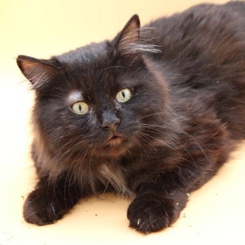 Enlarge Elvis, a Adoptable Domestic Long Hair in Martensdale, IA image 3/5