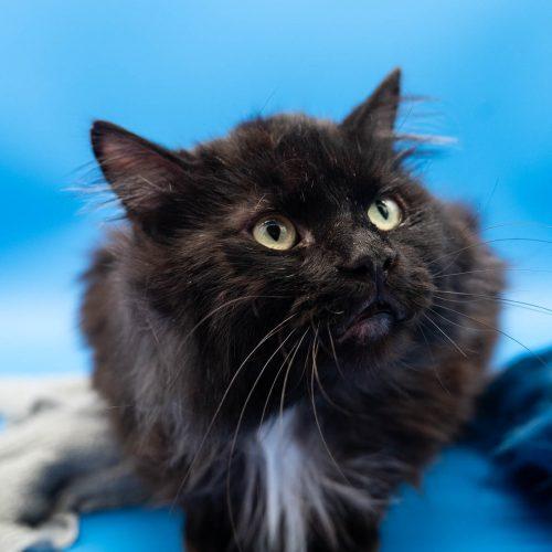 Elvis, a Adoptable Domestic Long Hair in Martensdale, IA image 3/6