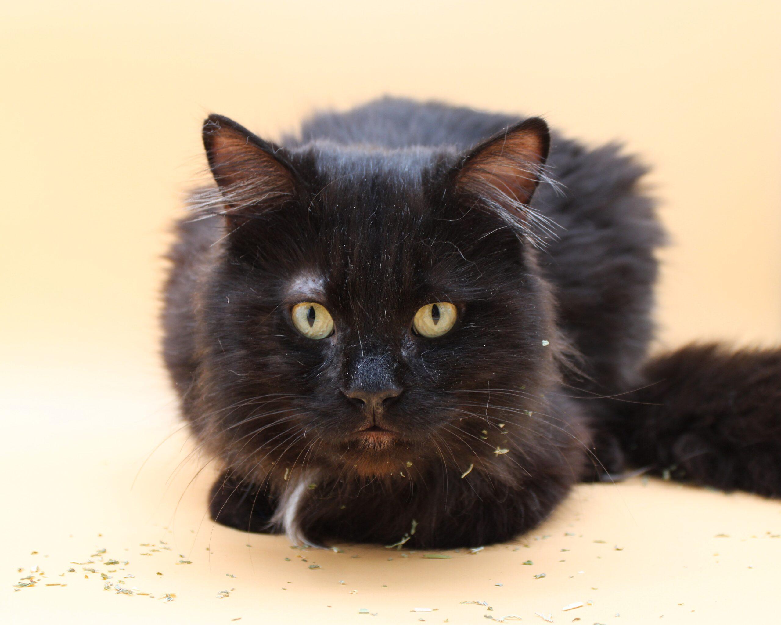 Enlarge Elvis, a Adoptable Domestic Long Hair in Martensdale, IA image 4/5