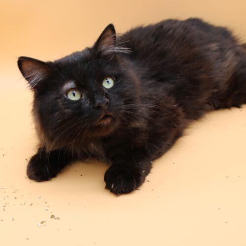 Enlarge Elvis, a Adoptable Domestic Long Hair in Martensdale, IA image 5/5