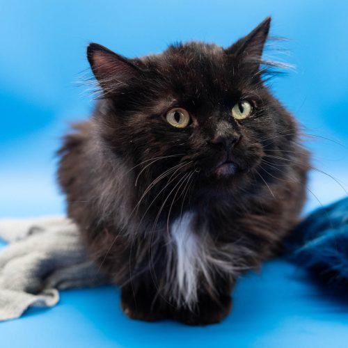 Elvis, a Adoptable Domestic Long Hair in Martensdale, IA image 5/6
