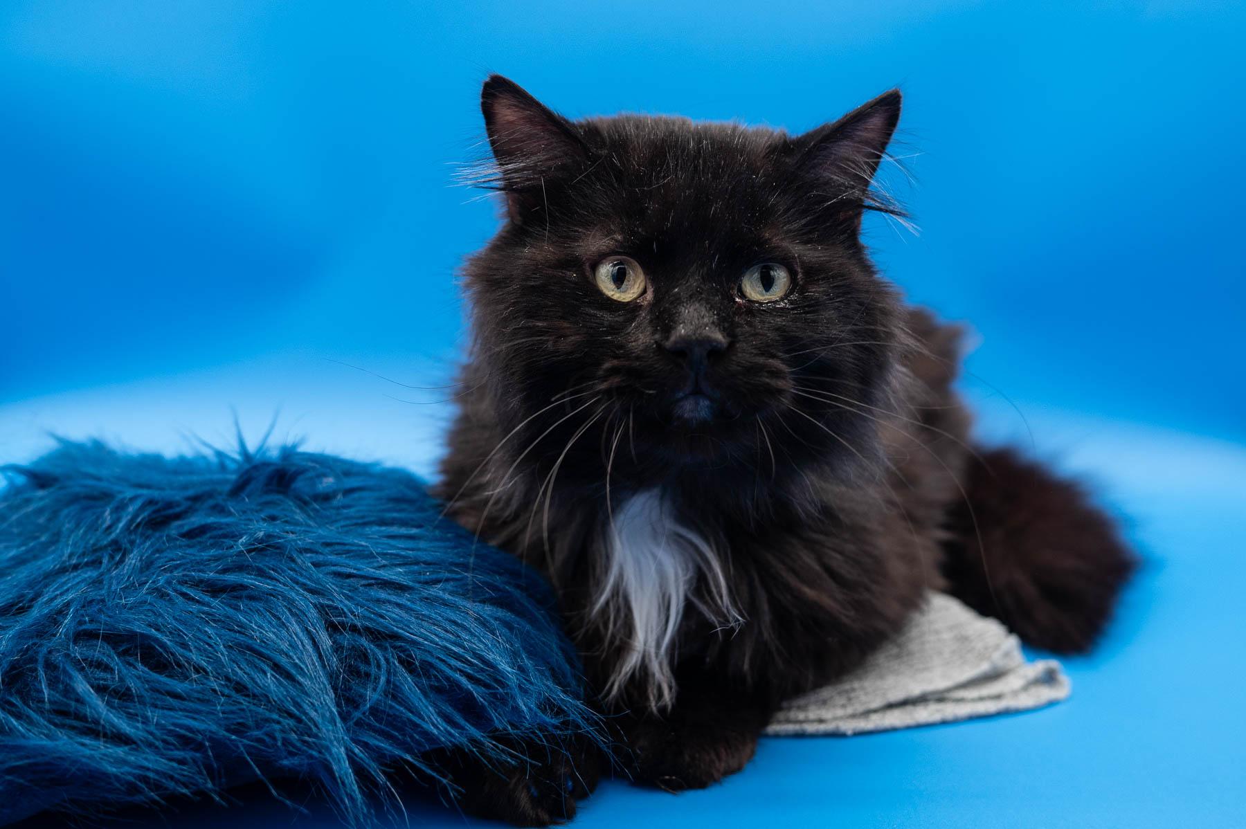 Enlarge Elvis, a Adoptable Domestic Long Hair in Martensdale, IA image 5/6