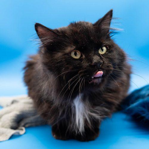 Elvis, a Adoptable Domestic Long Hair in Martensdale, IA image 6/6