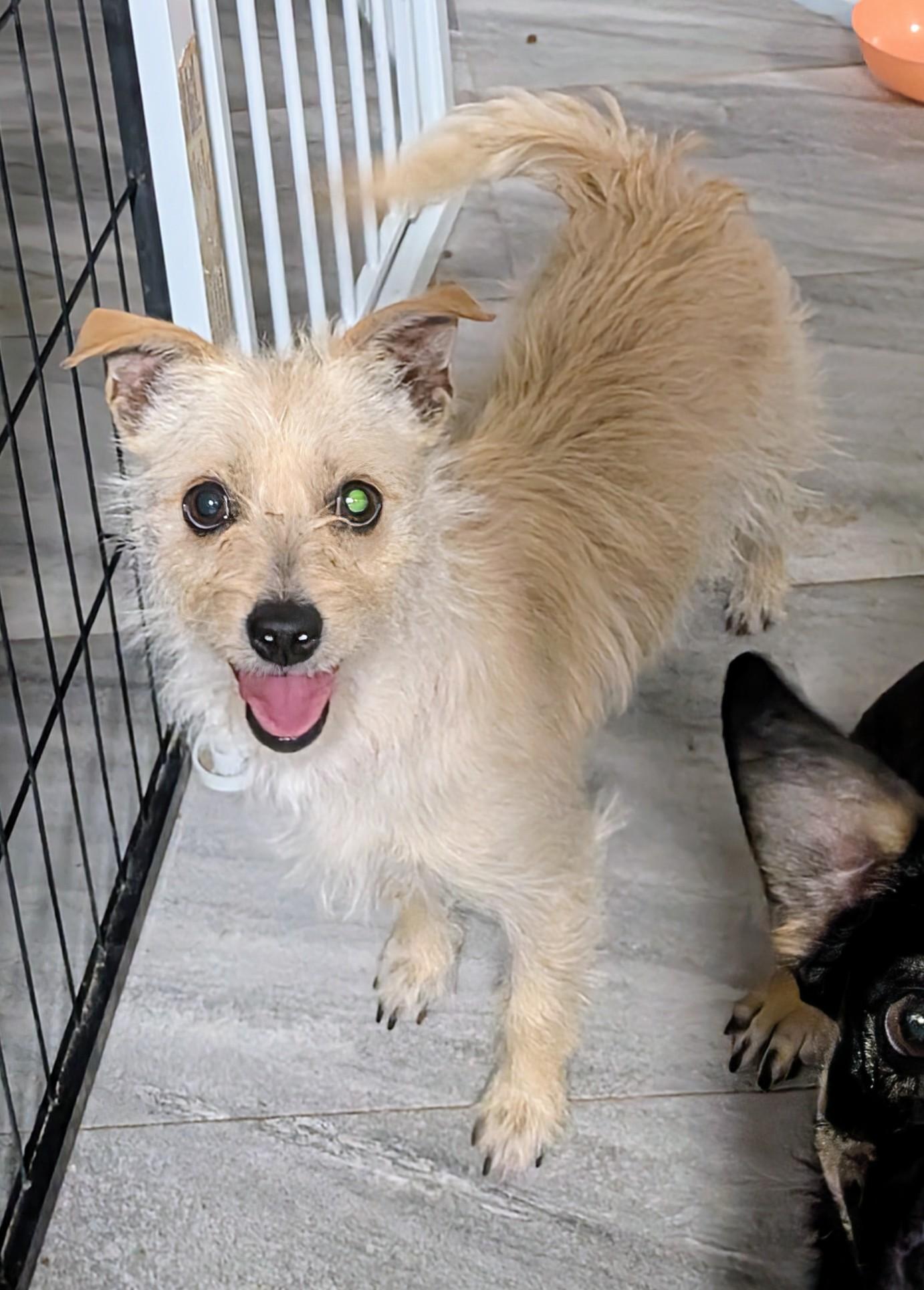 Tilly, ADOPTABLE, Adult Female Terrier.