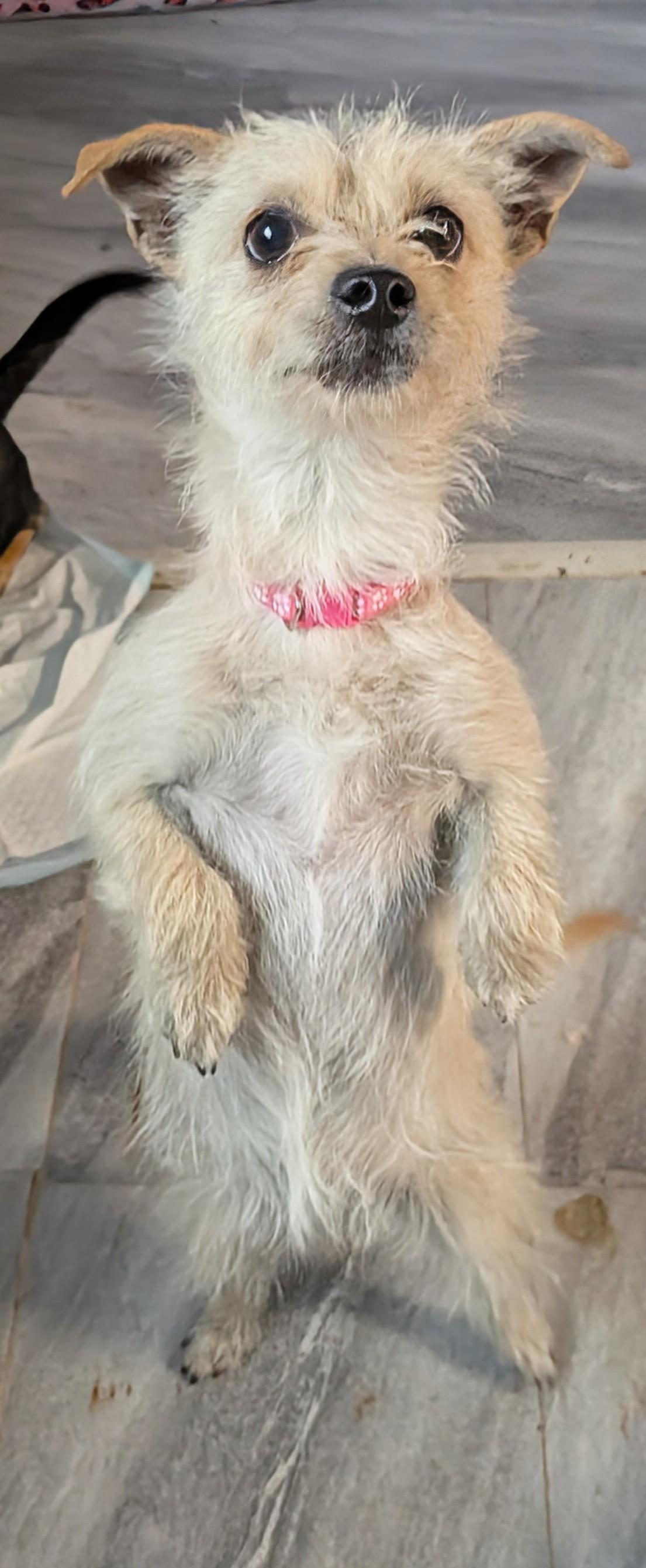 Enlarge Tilly, a ADOPTABLE mixed breed in Saint David, AZ image 5/5