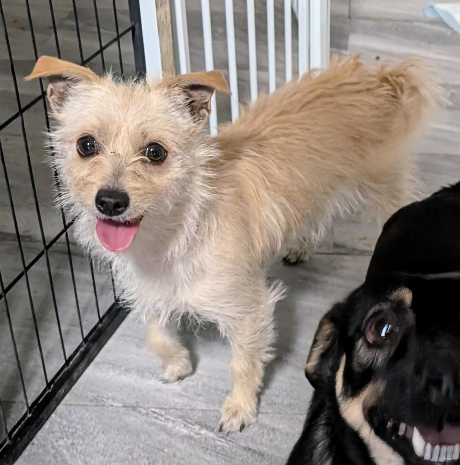 Enlarge Tilly, a ADOPTABLE mixed breed in Saint David, AZ image 3/5