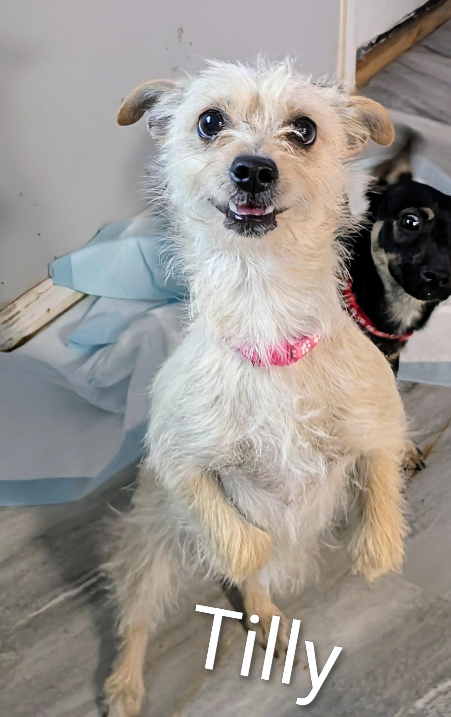 Enlarge Tilly, a ADOPTABLE mixed breed in Saint David, AZ image 2/5