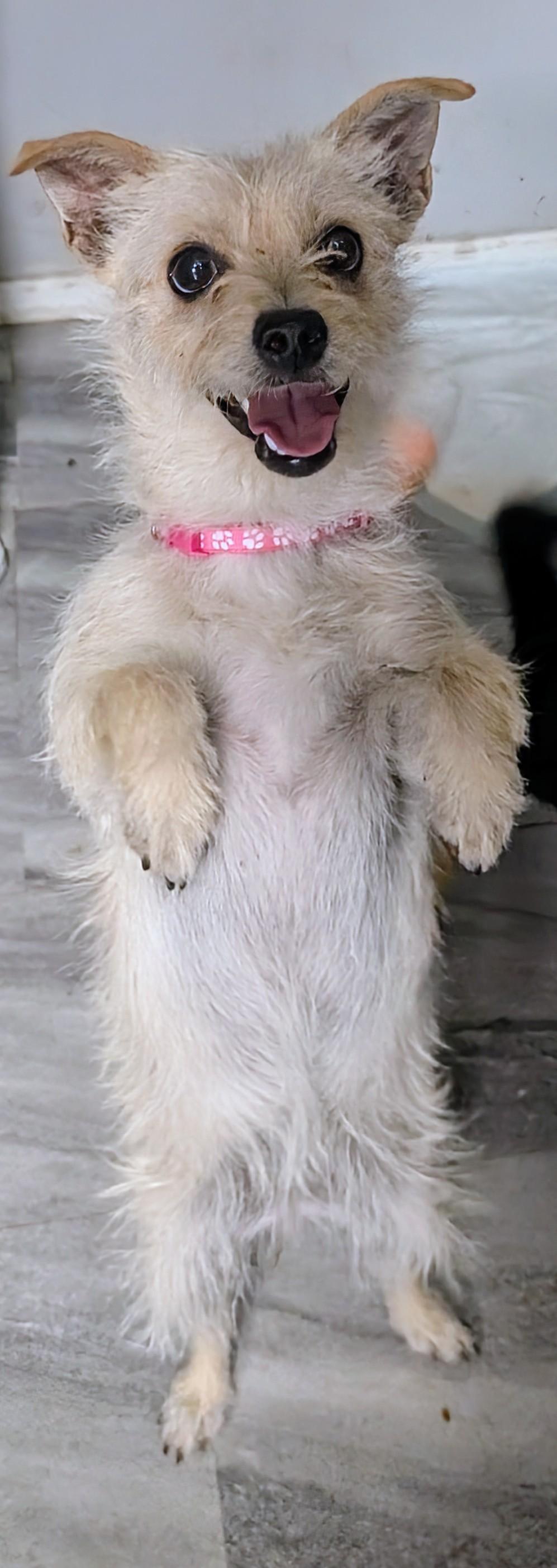 Enlarge Tilly, a ADOPTABLE mixed breed in Saint David, AZ image 4/5