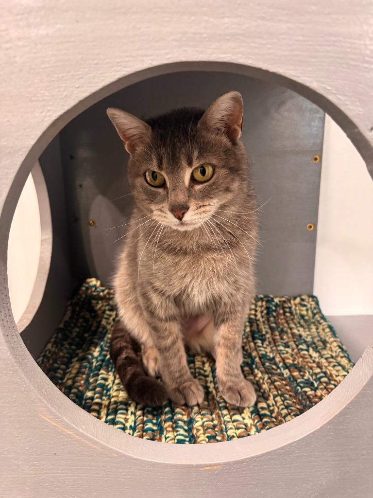 Hannah, Adoptable, Young Female Domestic Short Hair.