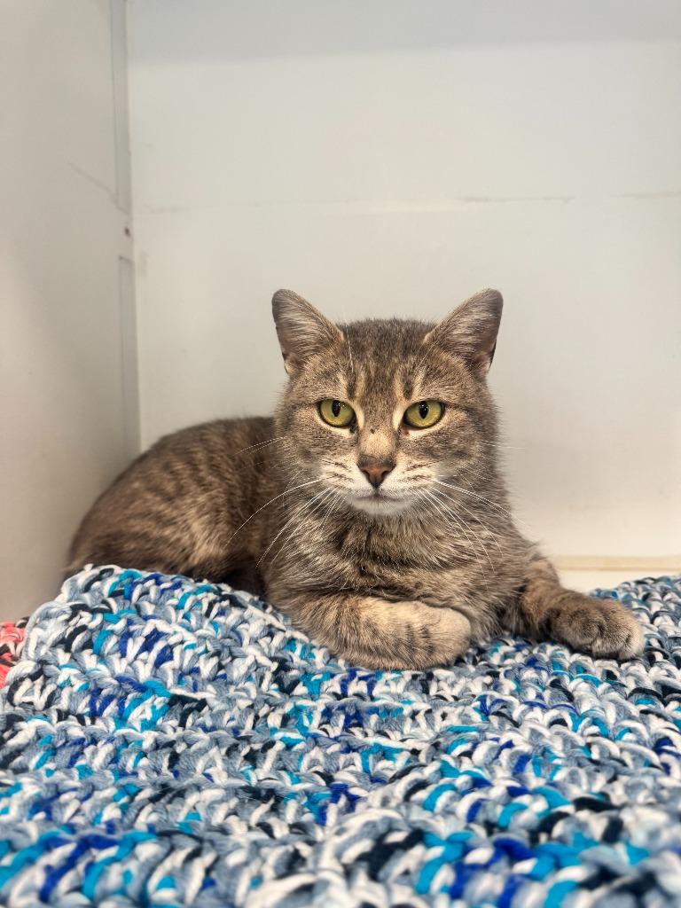 Enlarge Hannah, a Adoptable mixed breed in Lunenburg, VT image 2/3