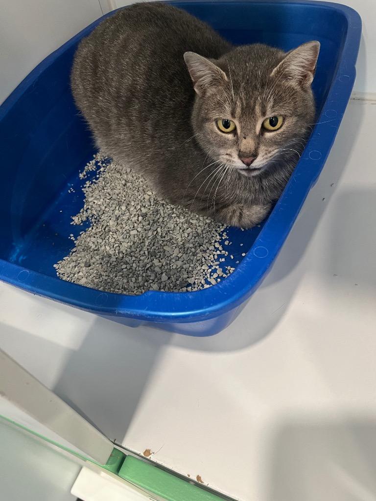 Enlarge Hannah, a Adoptable mixed breed in Lunenburg, VT image 3/3