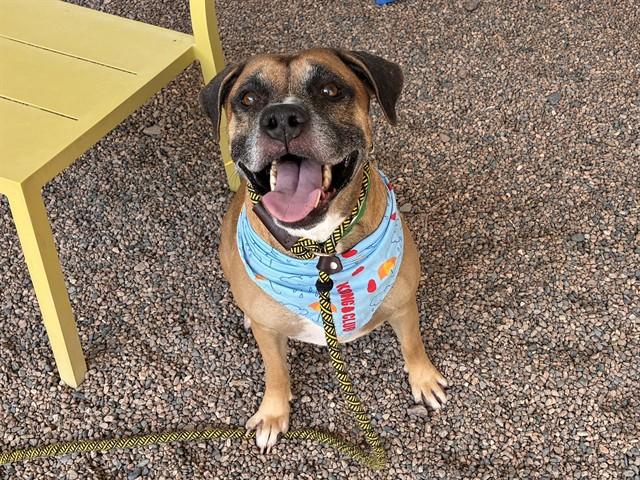 BUMBLE, Adoptable, Adult Male Boxer & Mixed Breed.