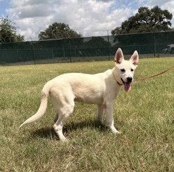 Boltcephus, Adoptable, Young Male Shepherd.