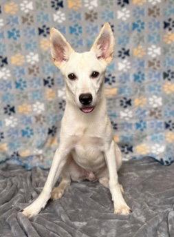 Enlarge Boltcephus, a Adoptable Shepherd in Pleasanton, TX image 2/2
