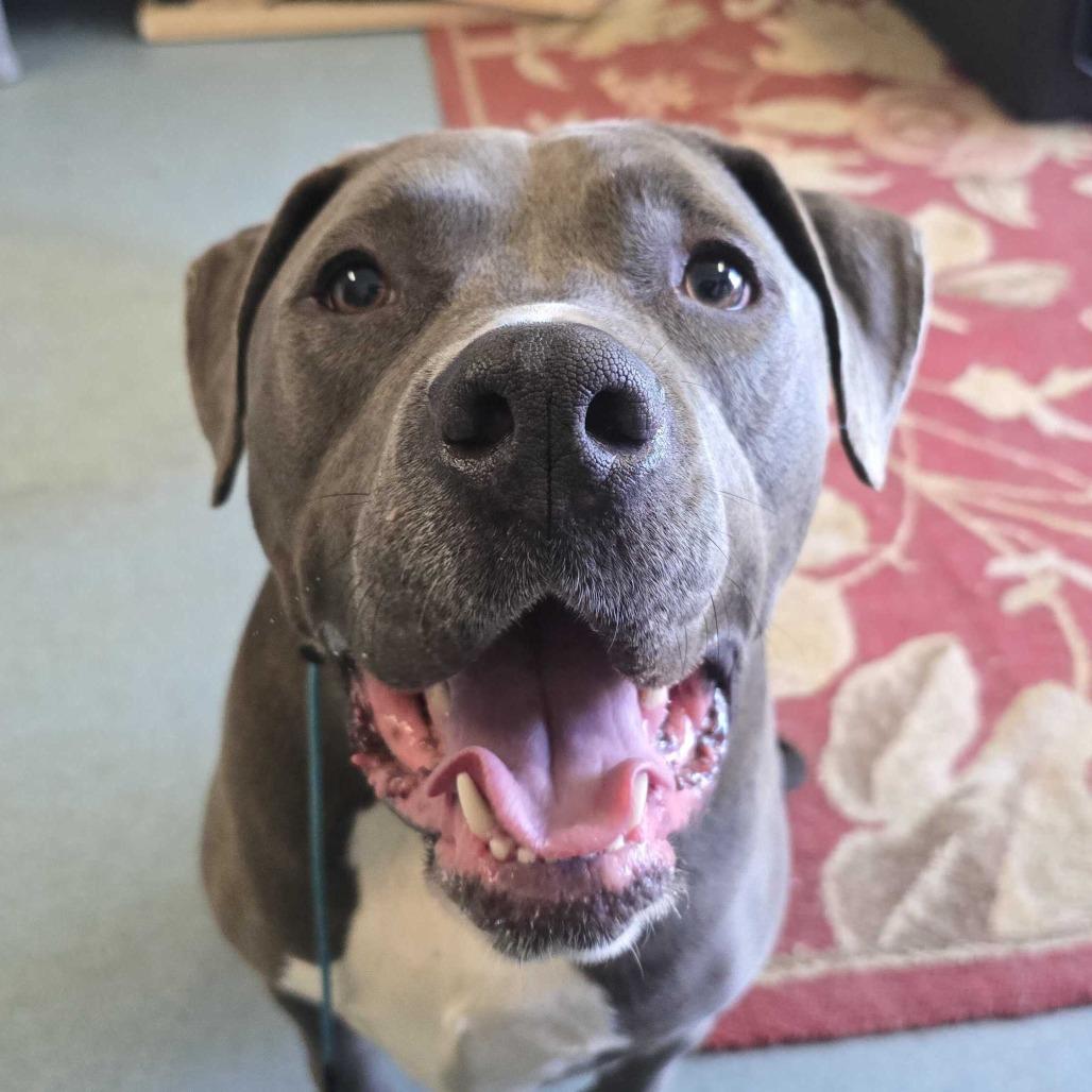 Hershey, Adoptable, Adult Male Pit Bull Terrier.