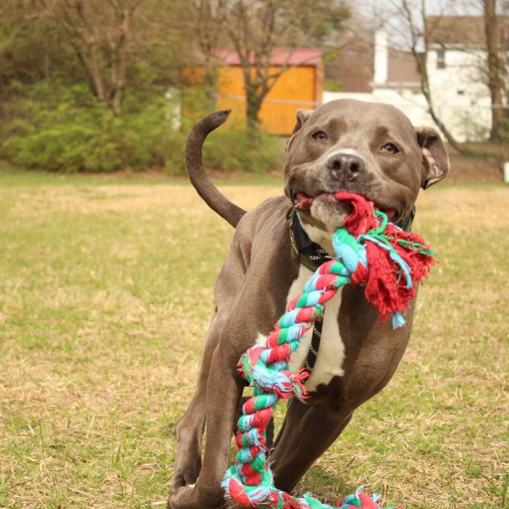 Enlarge Hershey, a Adoptable mixed breed in Louisville, KY image 2/5