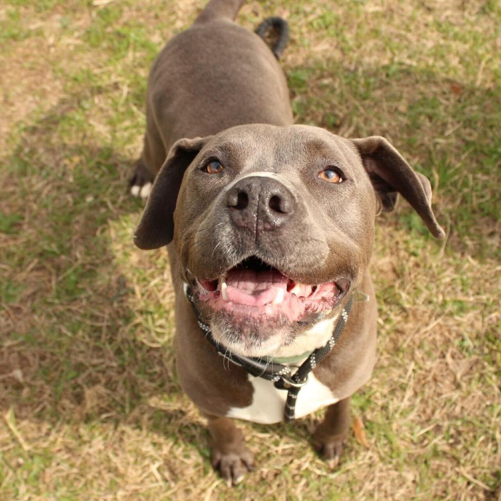 Enlarge Hershey, a Adoptable mixed breed in Louisville, KY image 3/5