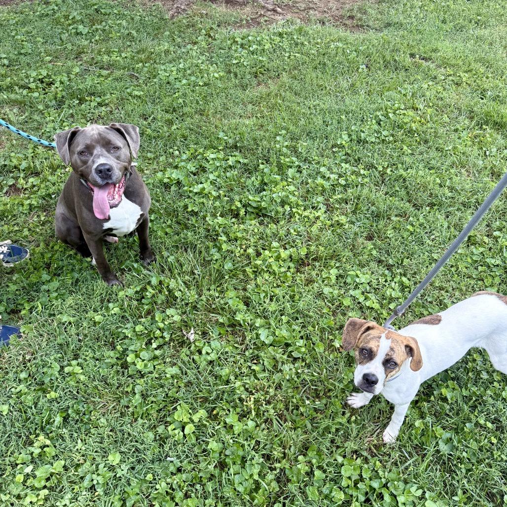Hershey, a Adoptable mixed breed in Louisville, KY image 2/6