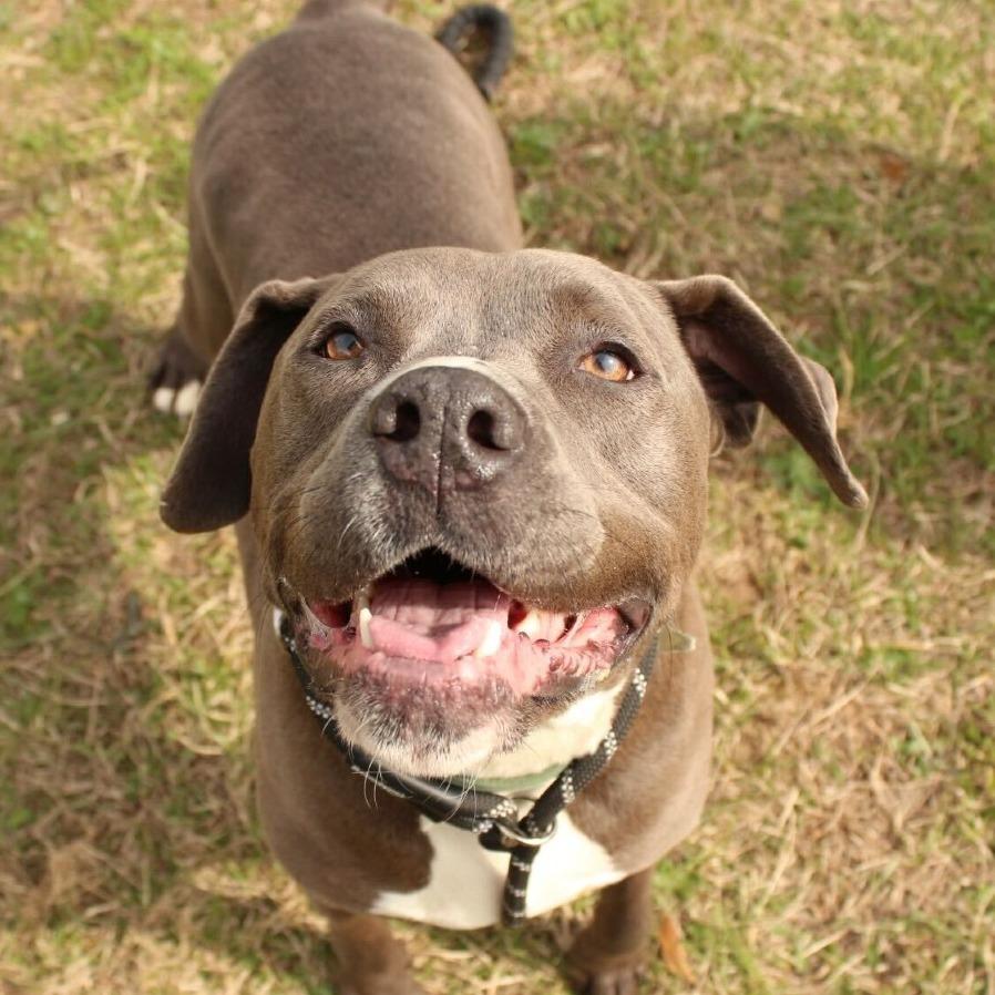 Enlarge Hershey, a Adoptable mixed breed in Louisville, KY image 3/5