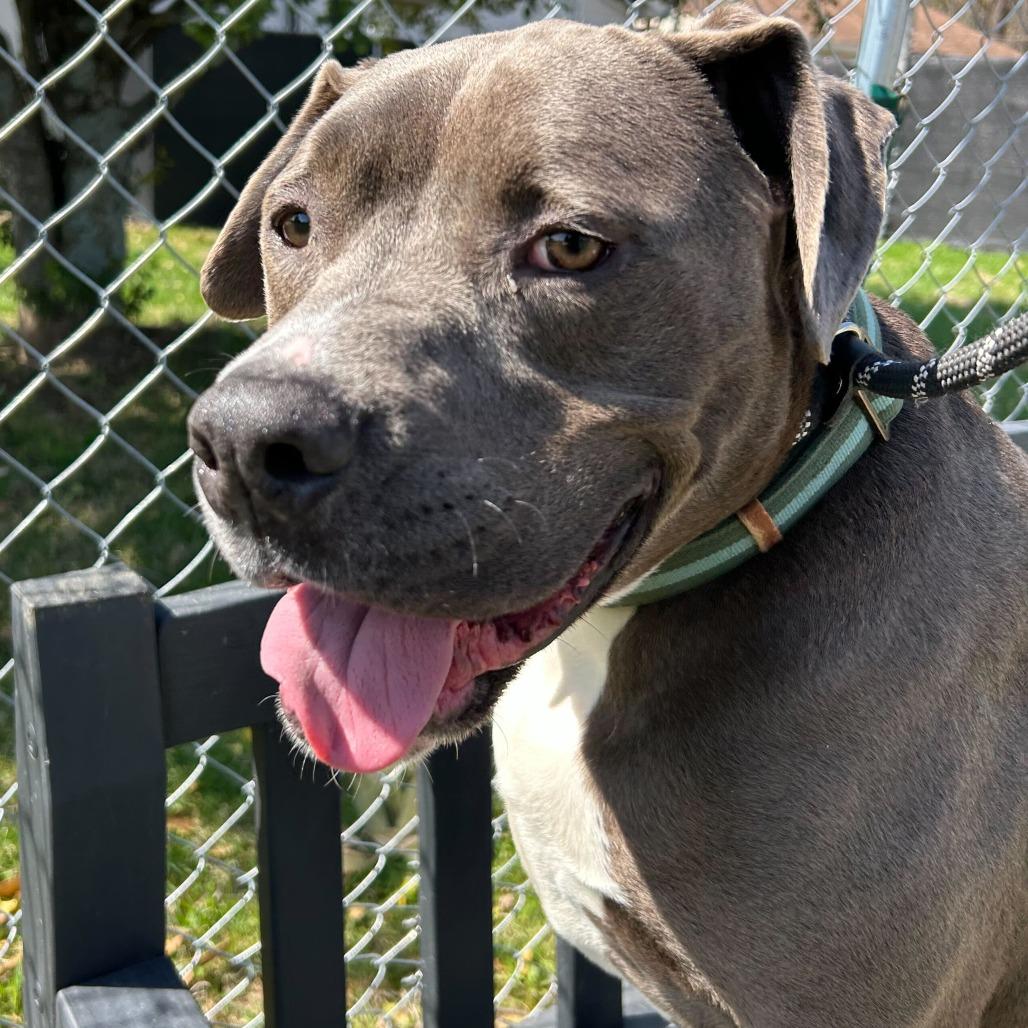 Enlarge Hershey, a Adoptable mixed breed in Louisville, KY image 4/5