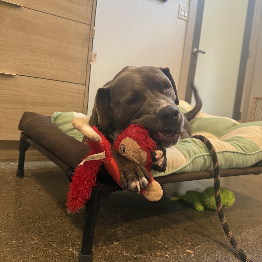 Hershey, a Adoptable mixed breed in Louisville, KY image 5/6