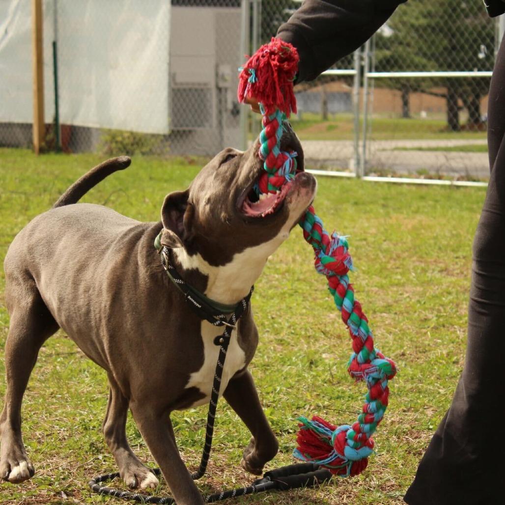 Enlarge Hershey, a Adoptable mixed breed in Louisville, KY image 5/5