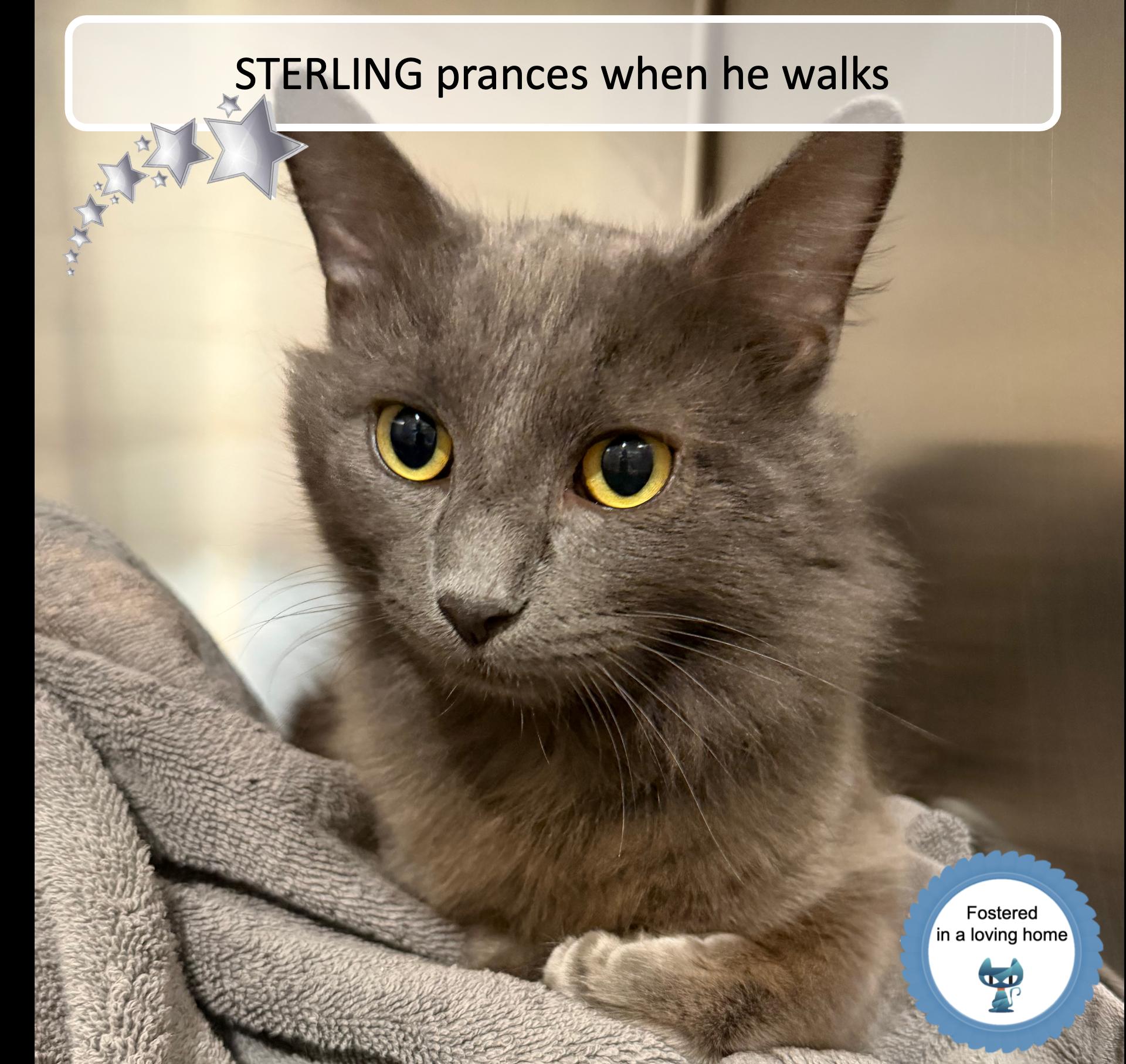 Enlarge Sterling, an adopted Domestic Medium Hair in Cincinnati, OH image 1/2