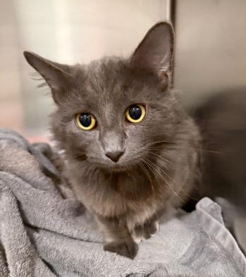 Enlarge Sterling, an adopted Domestic Medium Hair in Cincinnati, OH image 2/2