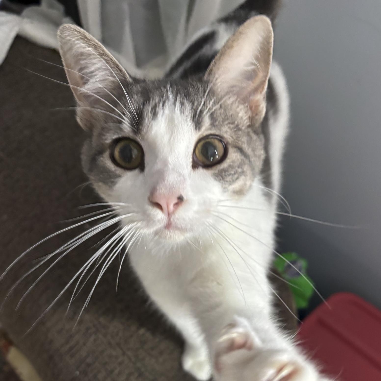 Anise, Adoptable, Young Female Domestic Short Hair.