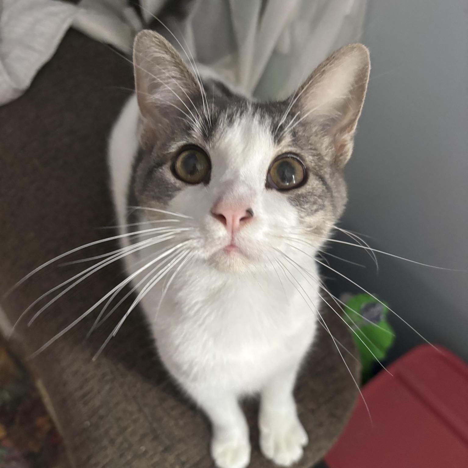 Enlarge Anise, a Adoptable Domestic Short Hair in Lone rock, WI image 2/2