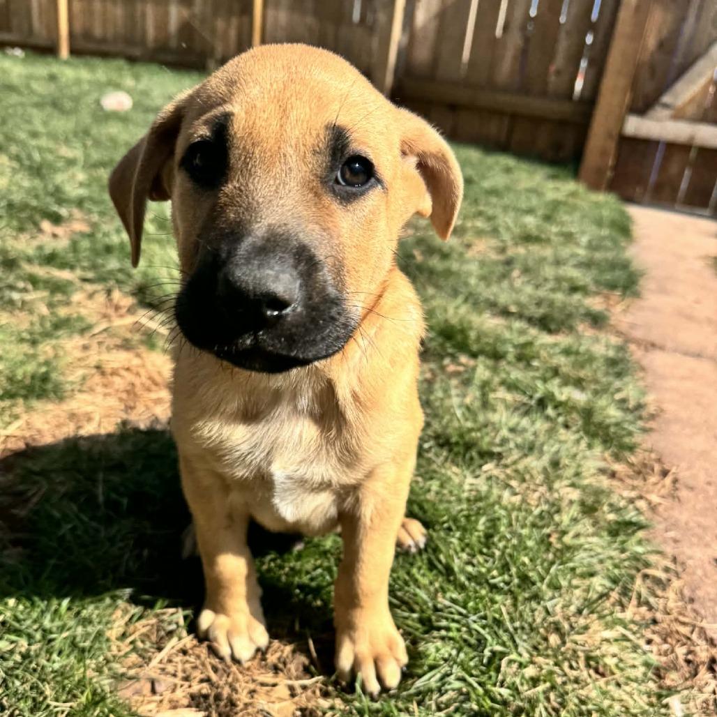 Mia Male 2, Adoptable, Puppy Male Mastiff.