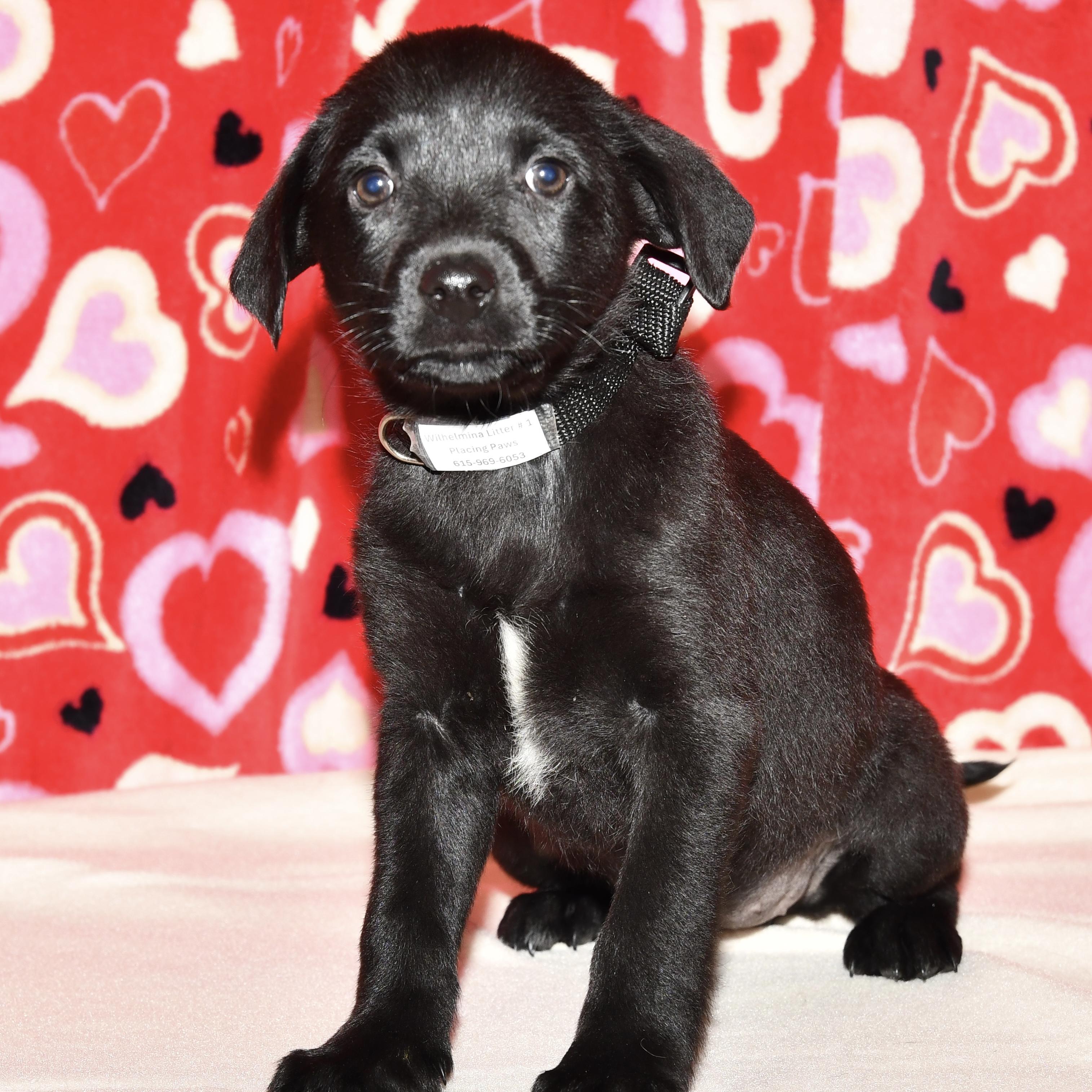 Enlarge Olive, an adopted mixed breed in Libertyville, IL image 3/3