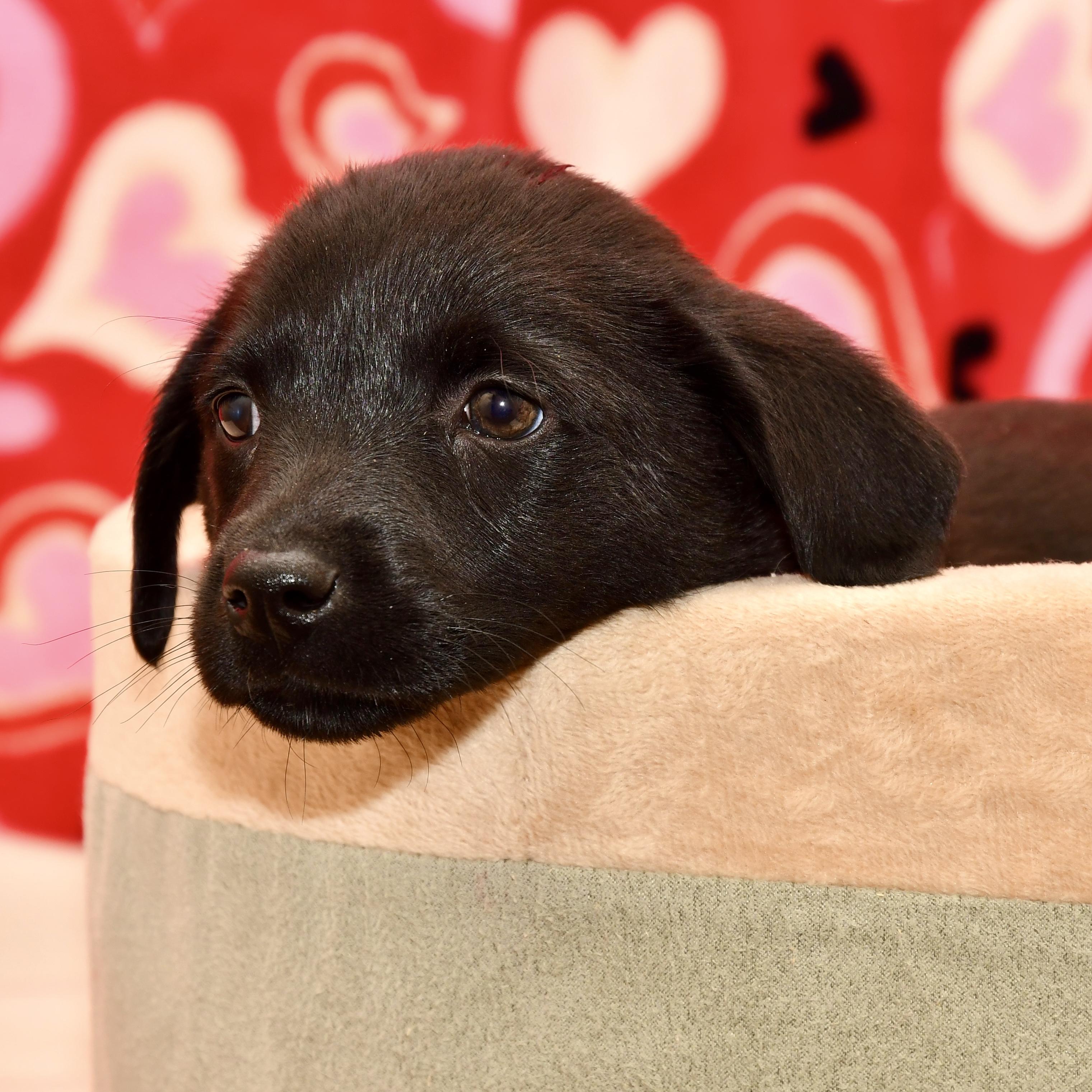 Enlarge Olive, an adopted mixed breed in Libertyville, IL image 2/3