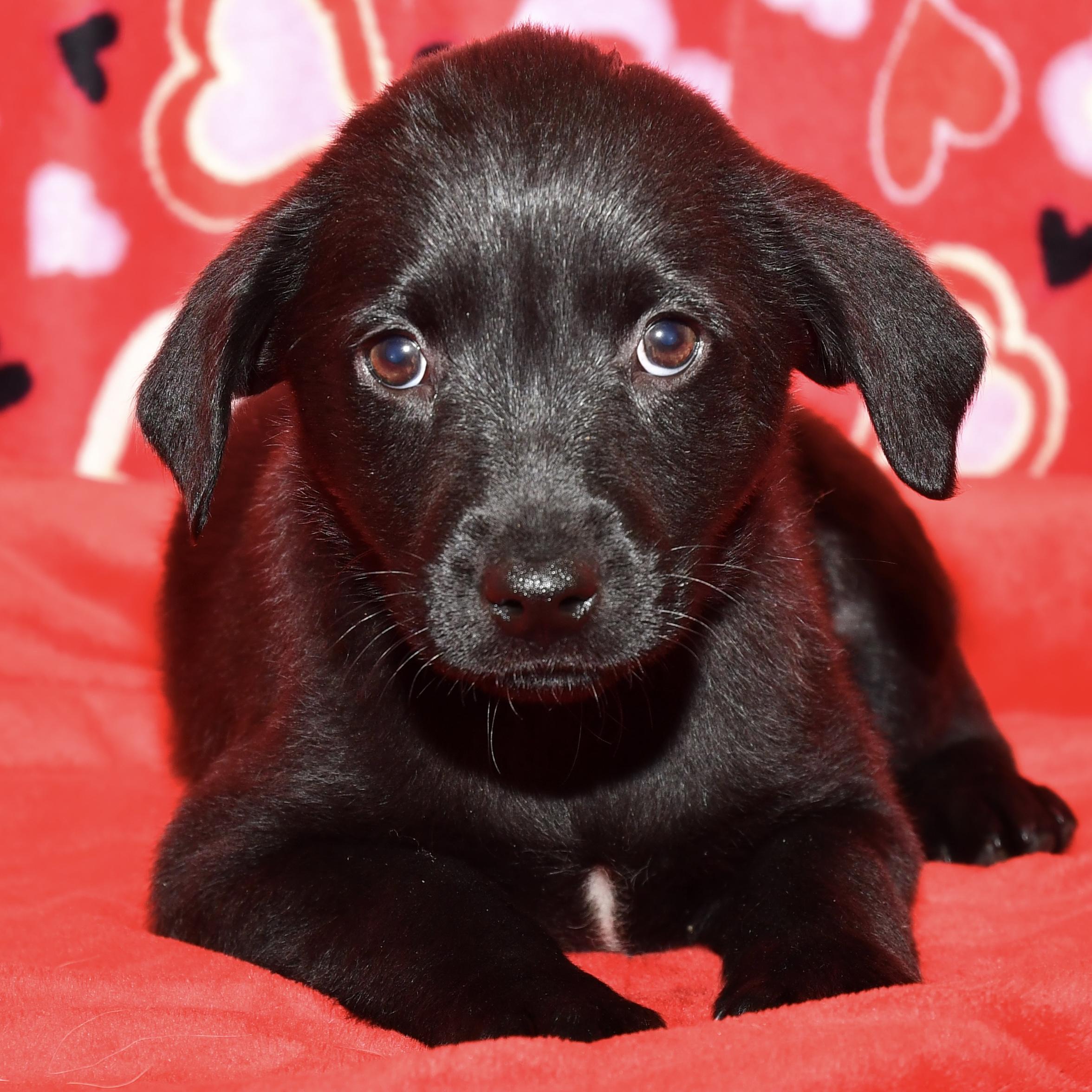 Olive, adopted, Puppy Female Labrador Retriever & Great Pyrenees.