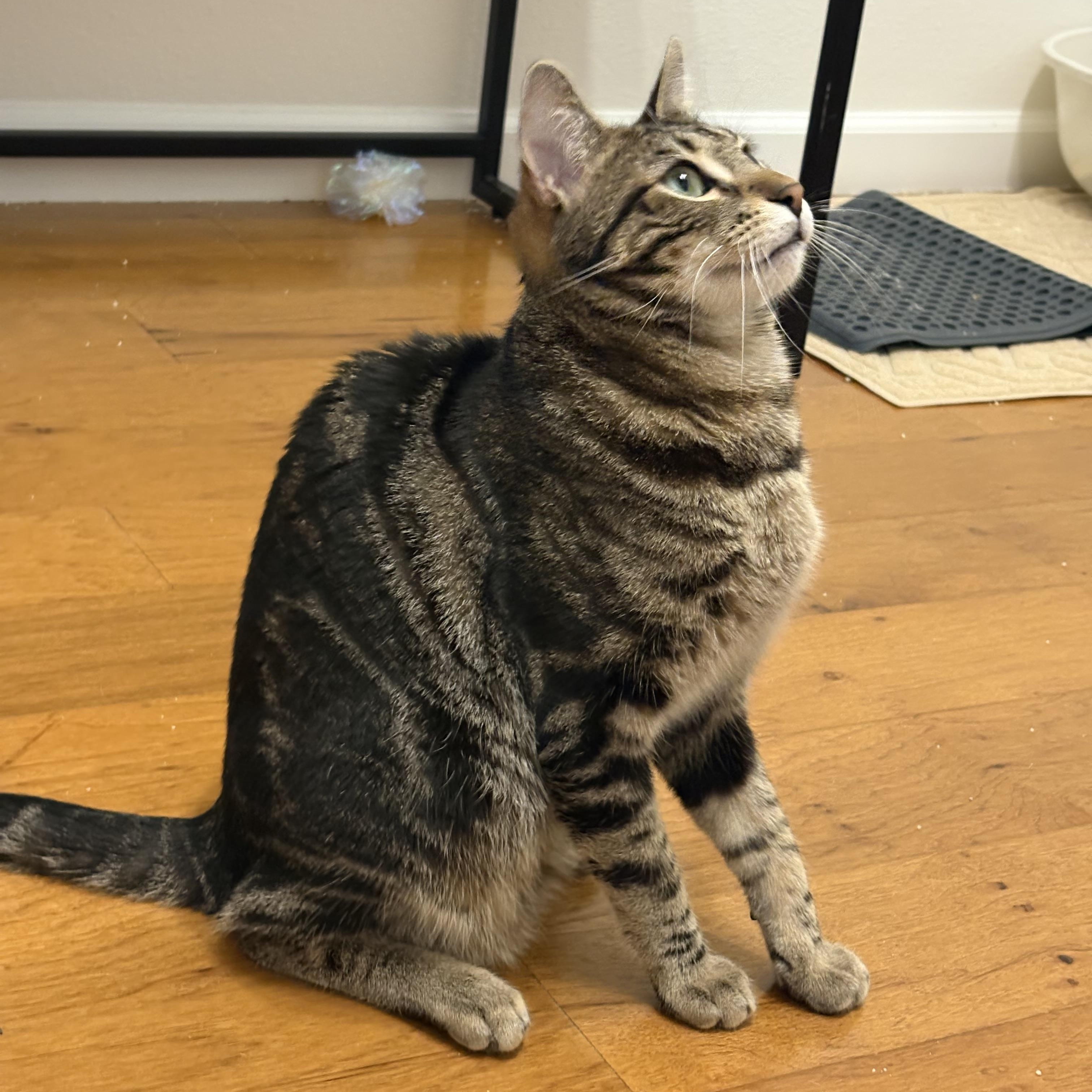 Enlarge Minsk, a ADOPTABLE Domestic Short Hair in Campbell, CA image 3/4