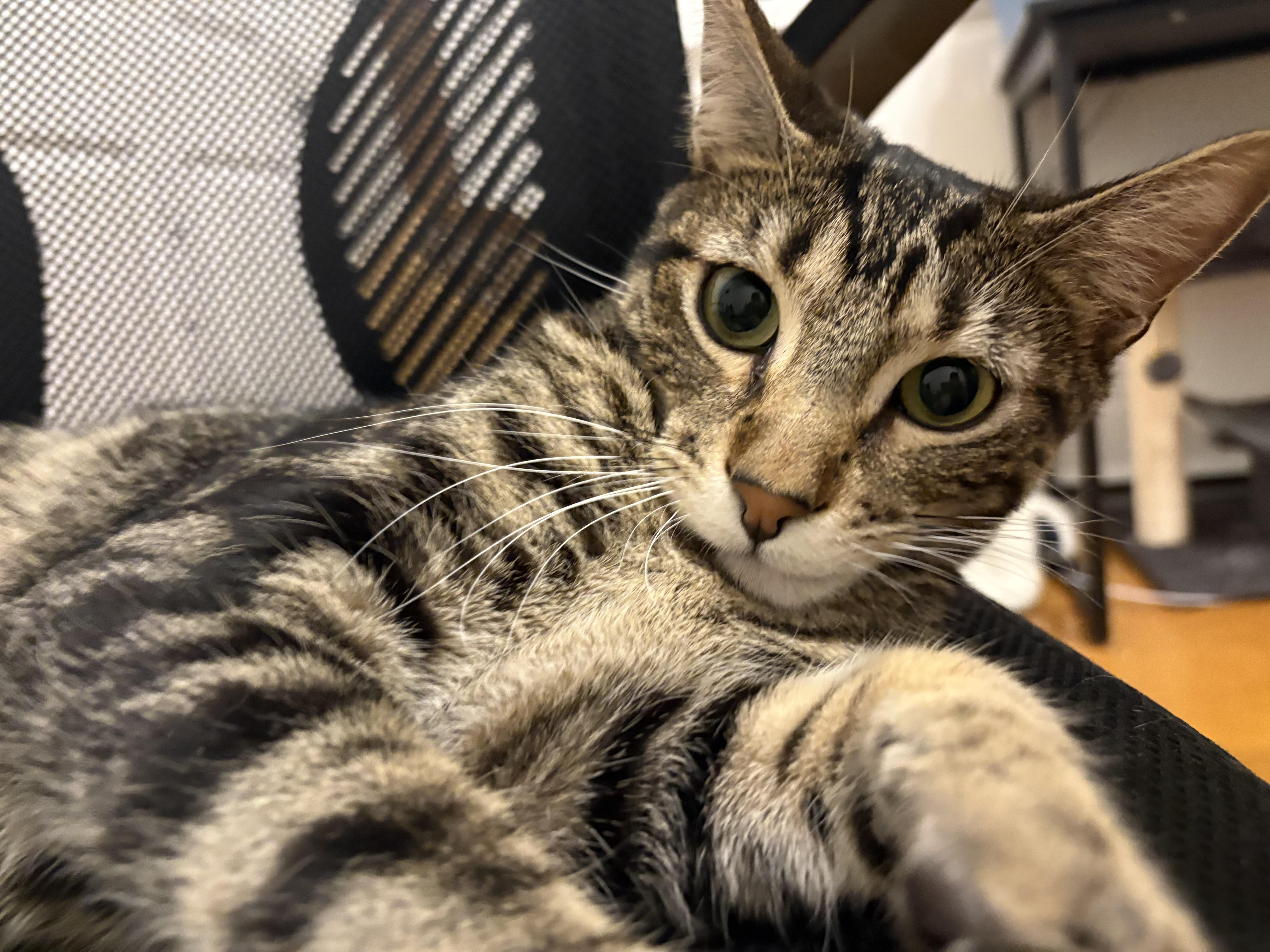 Minsk, ADOPTABLE, Adult Male Domestic Short Hair.
