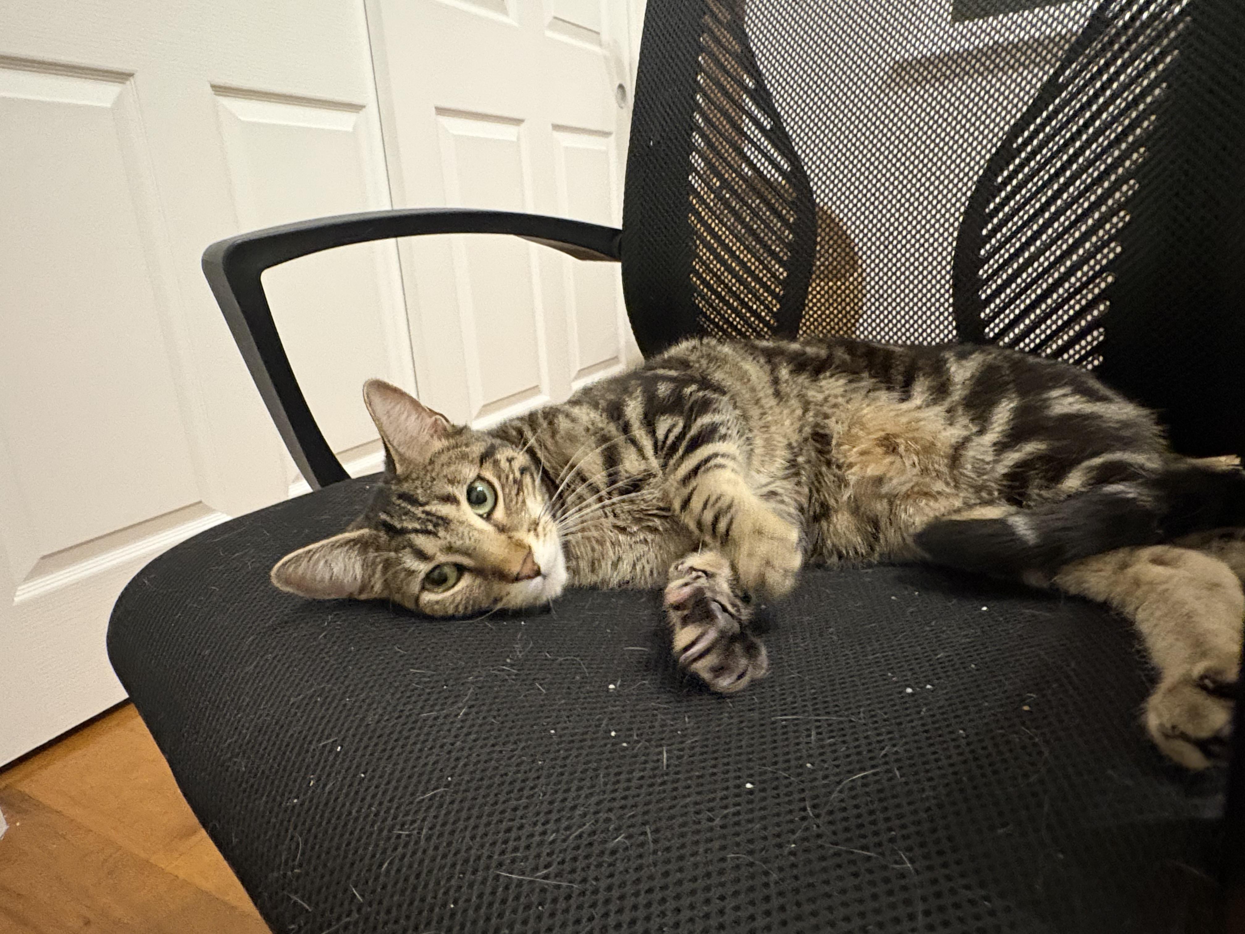 Enlarge Minsk, a ADOPTABLE Domestic Short Hair in Campbell, CA image 4/4
