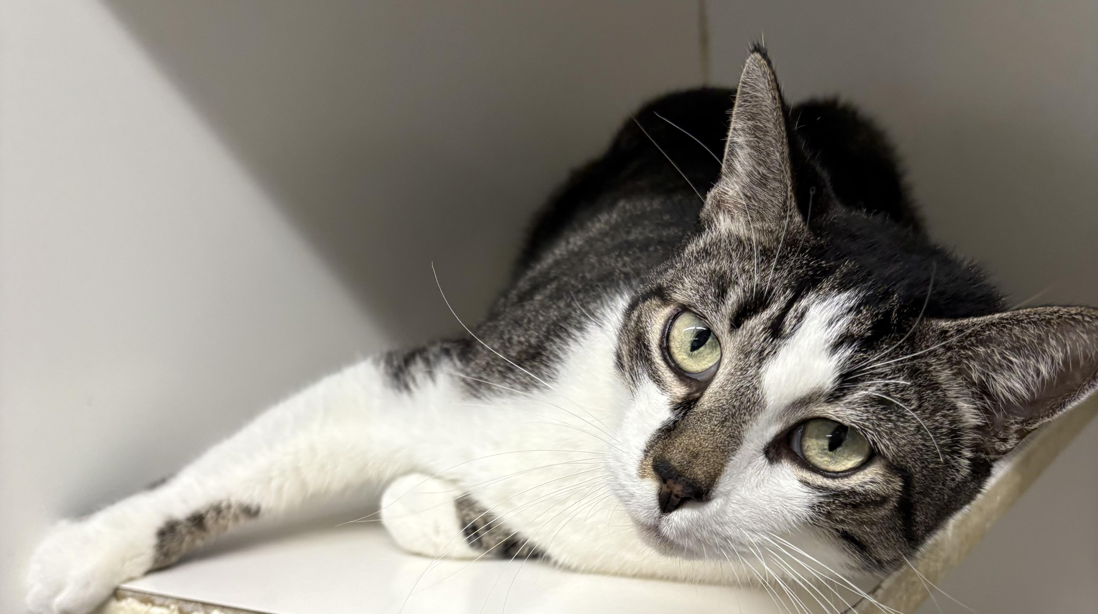 Enlarge Sarper, a Adoptable Domestic Short Hair in Mansfield, CT image 4/4