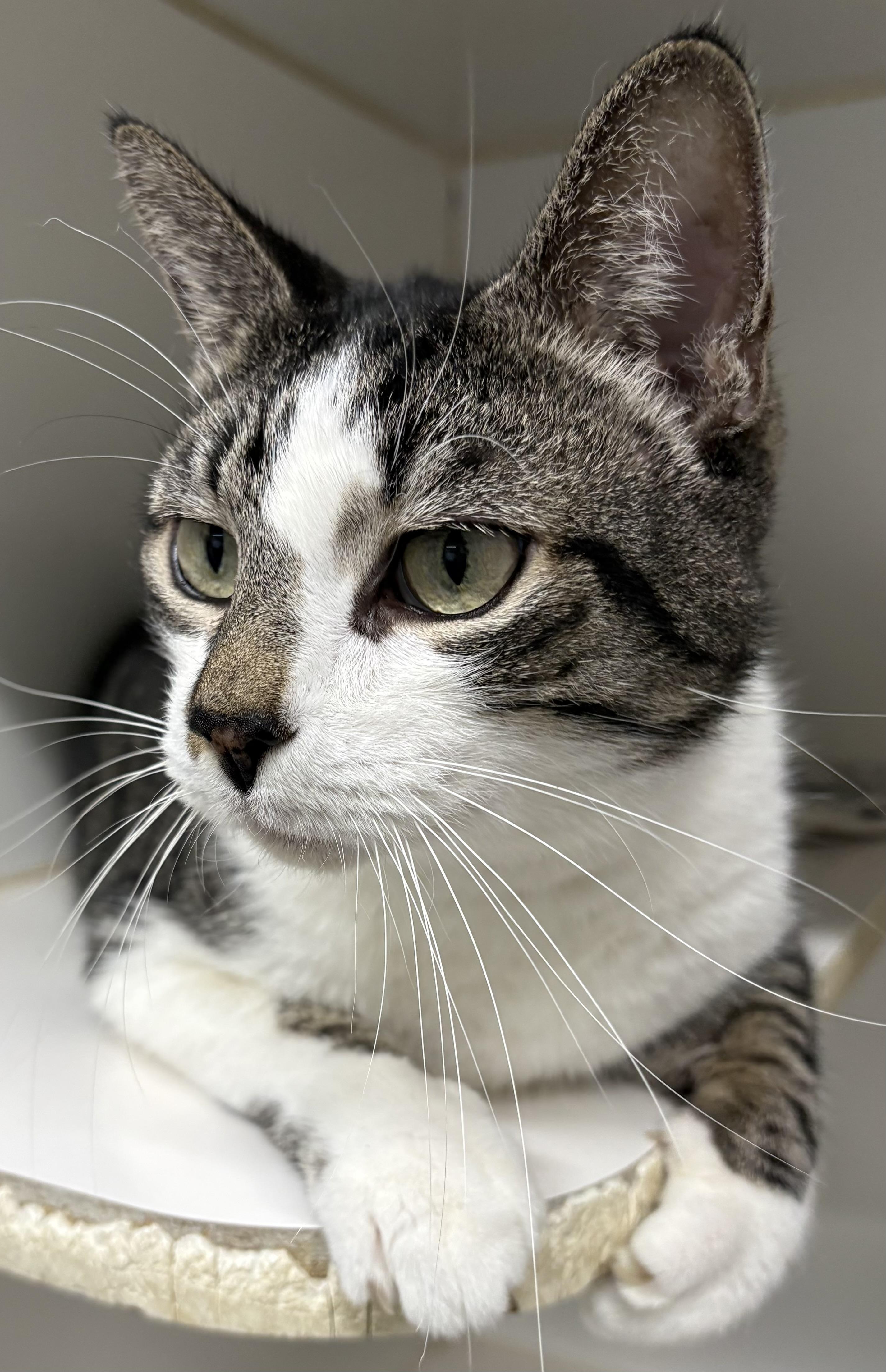 Enlarge Sarper, a Adoptable Domestic Short Hair in Mansfield, CT image 2/4